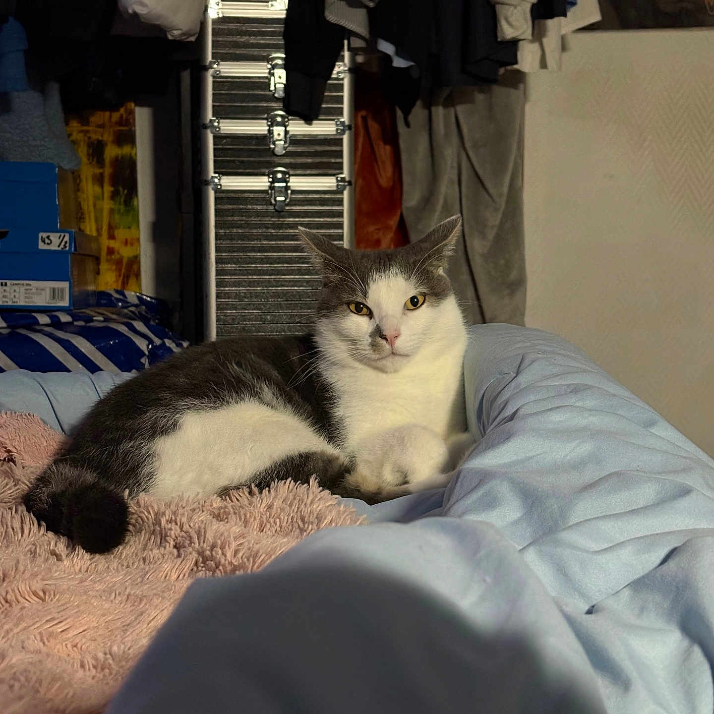 Oxo a rejoint le concours — aidez-le/la à gagner de superbes lots ! cat, cats, pet, animal, gray_and_white, fluffy, sitting, sleeping, lying_down, bed, bedroom, blanket, bedding, pillow, cozy, indoors, clothing, closet, storage_case, portrait