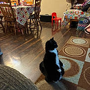 Duke is registered to the contest to win money with this photo: cat, tuxedo_cat, black_and_white, pet, animal, sitting, indoors, dining_room, dining_table, chairs, wooden_floor, area_rug, colorful, lamp, red_chair, furniture, home, room, portrait, domestic_animal