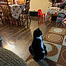 cat, tuxedo_cat, black_and_white, pet, animal, sitting, indoors, dining_room, dining_table, chairs, wooden_floor, area_rug, colorful, lamp, red_chair, furniture, home, room, portrait, domestic_animal