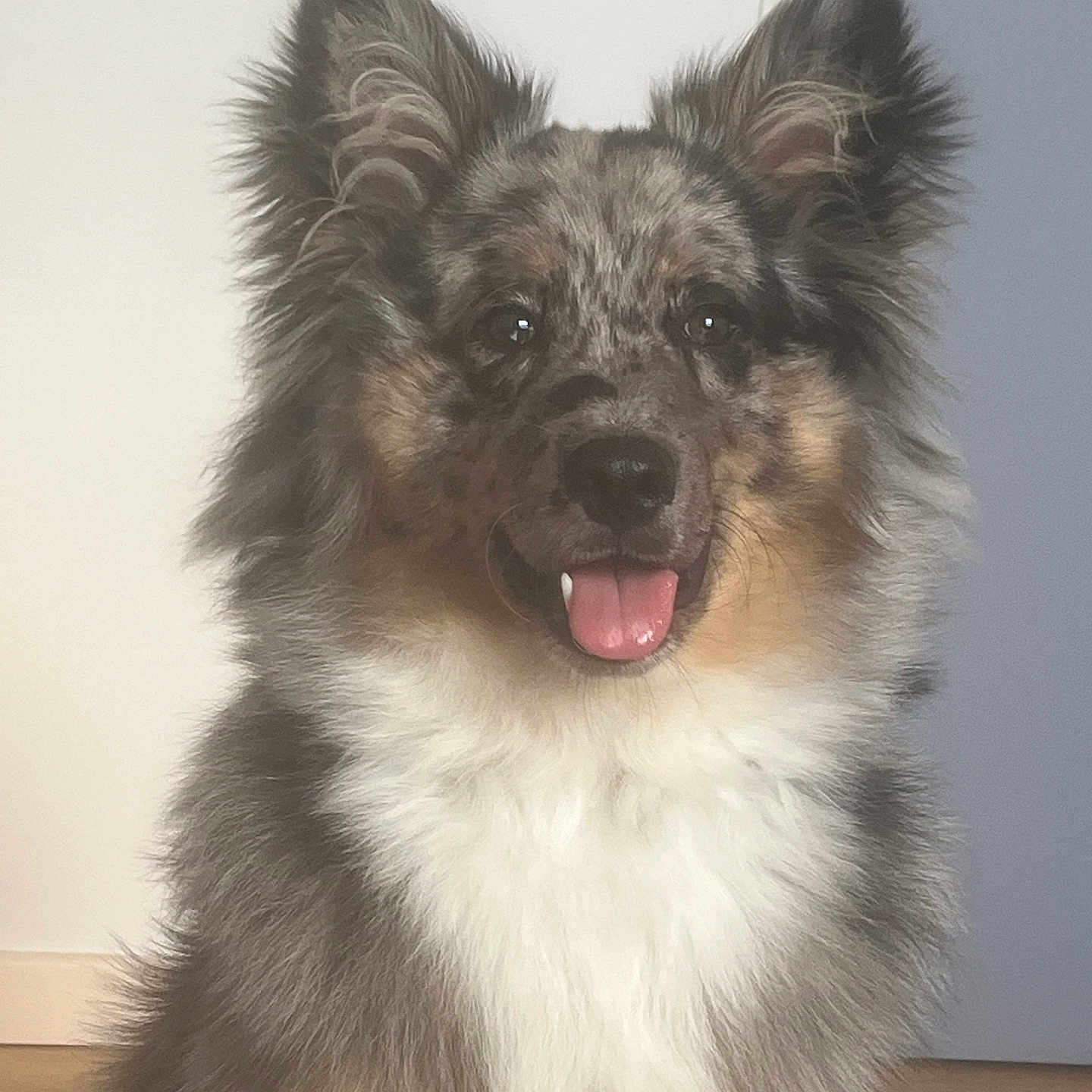 Aïko participe au concours pour gagner de l'argent avec cette photo : animal, canine, companion, cute, dog, domestic, door, ears_up, floor, fluffy, friendly, fur, happy, house, indoor, pet, portrait, smiling, speckled_coat, tongue_out