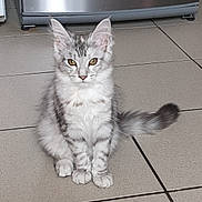Aïka a rejoint le concours — aidez-le/la à gagner de superbes lots ! kitten, cat, silver_tabby, feline, pet, indoor, floor, tile, animal, cute, young, fur, whiskers, ears, tail, eyes, domestic, home, appliance, curious