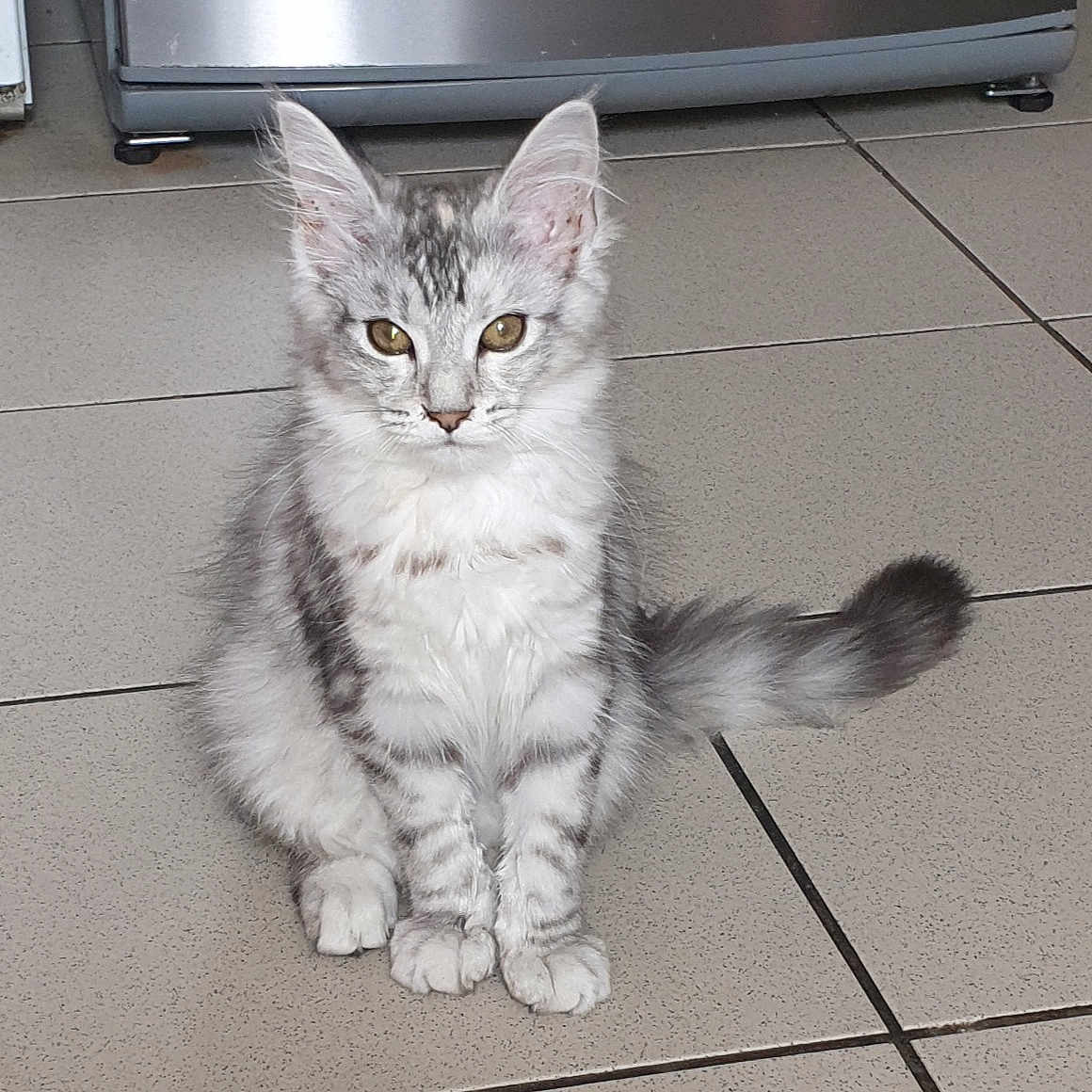 Aïka a rejoint le concours — aidez-le/la à gagner de superbes lots ! animal, appliance, cat, curious, cute, domestic, ears, eyes, feline, floor, fur, home, indoor, kitten, pet, silver_tabby, tail, tile, whiskers, young