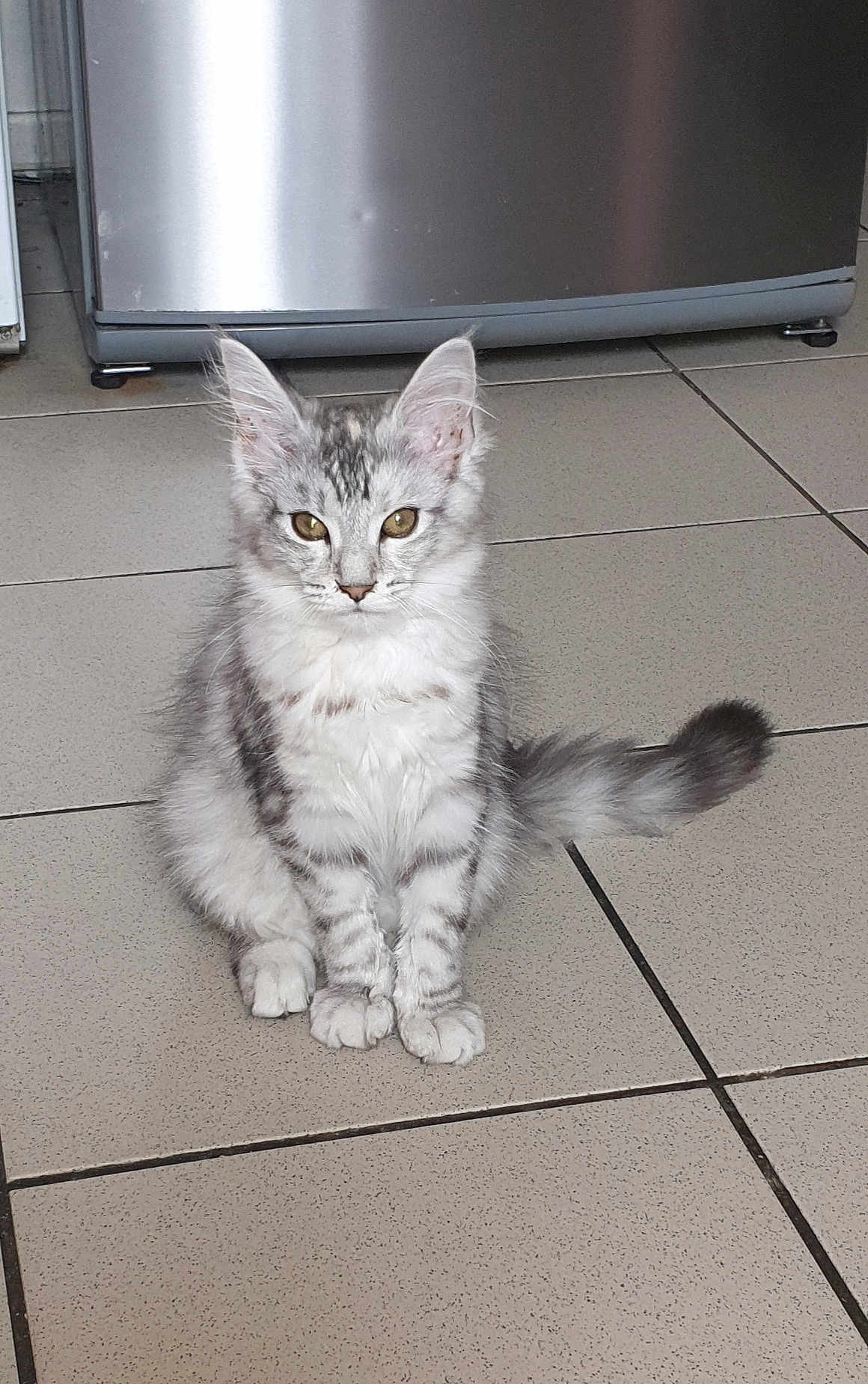 Aïka a rejoint le concours — aidez-le/la à gagner de superbes lots ! kitten, cat, silver_tabby, feline, pet, indoor, floor, tile, animal, cute, young, fur, whiskers, ears, tail, eyes, domestic, home, appliance, curious