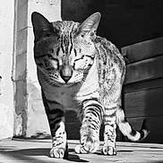 Aylli participe au concours pour gagner de l'argent avec cette photo : cat, tabby_cat, feline, pet, animal, black_and_white, portrait, standing, walking, striped_fur, whiskers, ears, paws, tail, outdoor, sunlight, shadows, brick_wall, doorway, photography