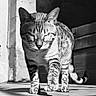cat, tabby_cat, feline, pet, animal, black_and_white, portrait, standing, walking, striped_fur, whiskers, ears, paws, tail, outdoor, sunlight, shadows, brick_wall, doorway, photography