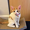 cat, kitten, ginger_cat, white_fur, pet, animal, sitting, collar, bell, wide_eyes, pink_nose, whiskers, scratching_post, cardboard, indoor, home, door, wooden_background, portrait, cute
