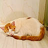Itachi a rejoint le concours — aidez-le/la à gagner de superbes lots ! cat, sleeping, curled_up, orange_and_white, feline, pet, animal, indoors, bathroom, tile, floor, resting, closed_eyes, whiskers, ears, tail, fur, relaxed, cozy, nap