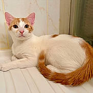 Itachi participe au concours pour gagner de l'argent avec cette photo : cat, orange_and_white, feline, pet, animal, whiskers, ears, eyes, pink_nose, fur, tail, sitting, lying_down, bathtub, bathroom, tiles, window, indoor, portrait, relaxed