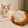 cat, orange_and_white, feline, pet, animal, whiskers, ears, eyes, pink_nose, fur, tail, sitting, lying_down, bathtub, bathroom, tiles, window, indoor, portrait, relaxed