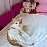 Itachi participe au concours pour gagner de l'argent avec cette photo : cat, kitten, orange_and_white, pet, lying_down, bed, bedroom, pink, blanket, pillow, stuffed_animals, plush_toys, minnie_mouse, mickey_mouse, hello_kitty, indoors, cozy, portrait, furniture, cute