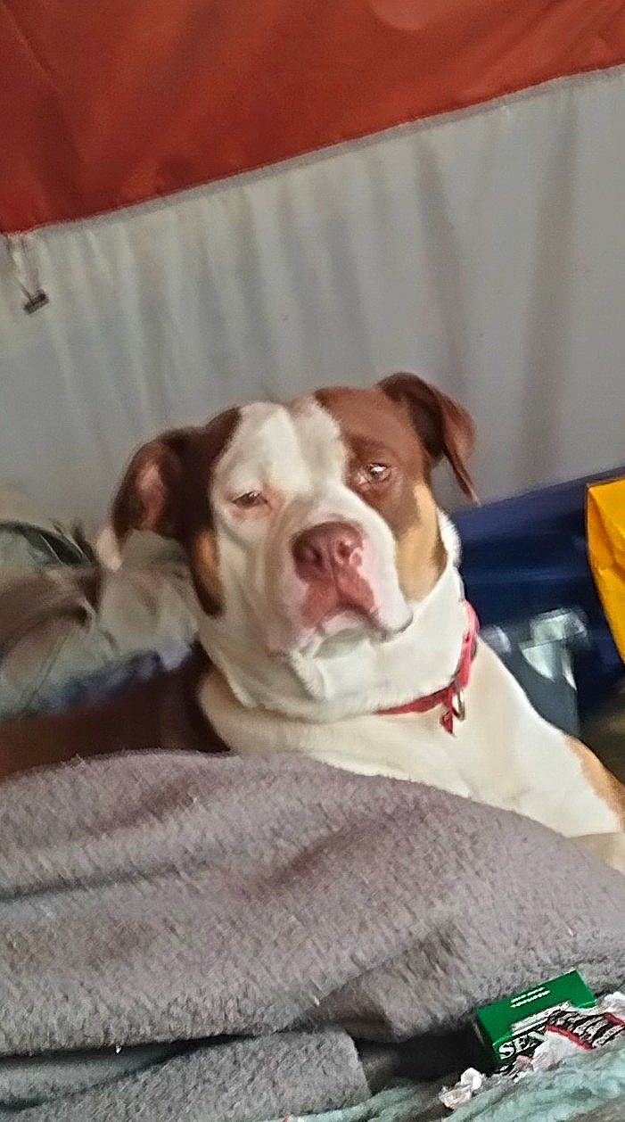 Sadie joined the competition — help win amazing prizes! carnivore, collar, comfort, companion_dog, dog, dog_breed, dog_collar, dog_supply, fawn, liver, non_sporting_group, pet_supply, whiskers, working_animal, working_dog, wrinkle