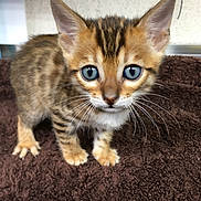 Tigger joined the competition — help win amazing prizes! kitten, cat, animal, pet, blue_eyes, fur, whiskers, ears, curious, cute, young, small, brown, striped, indoor, close_up, portrait, soft_surface, feline, mammal