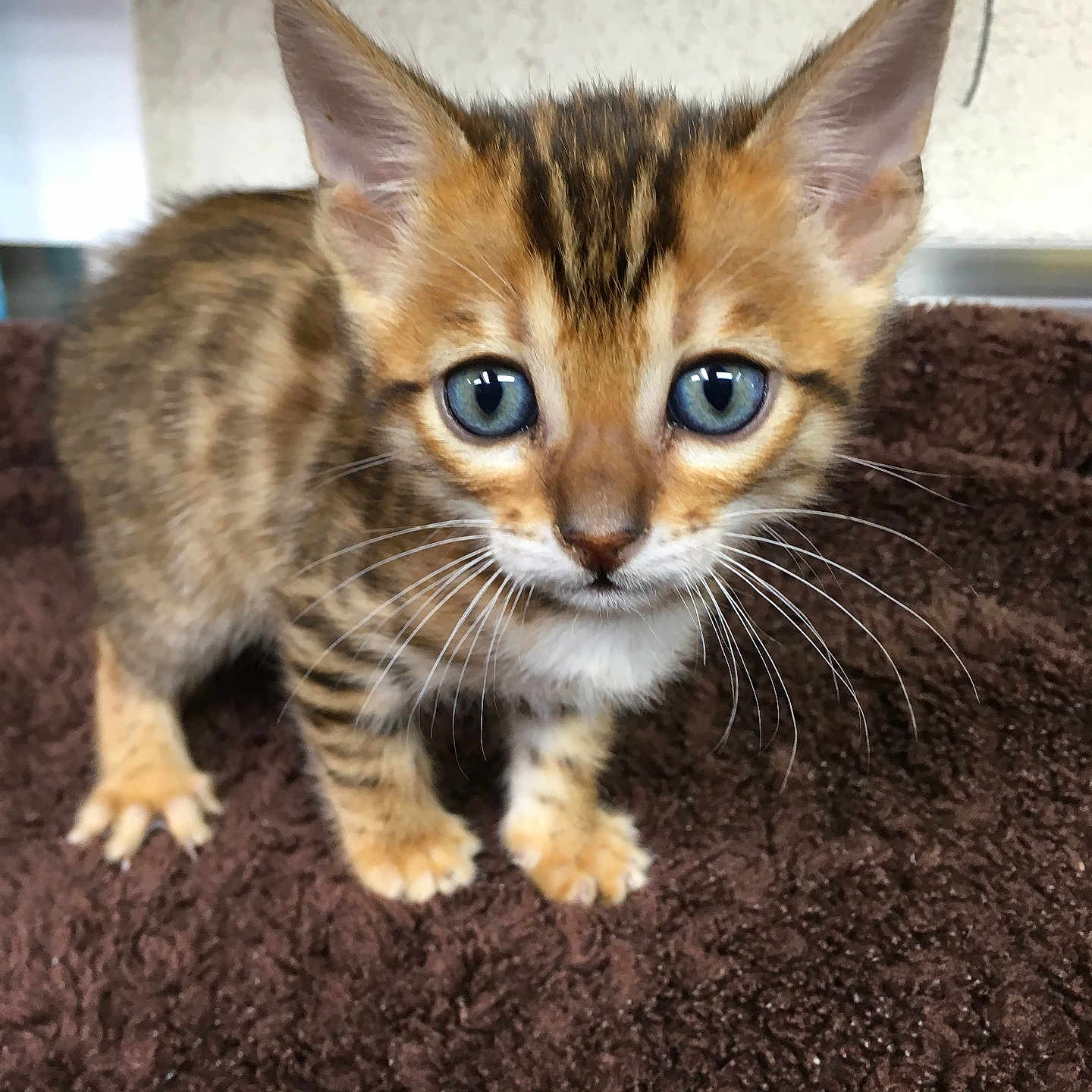Tigger joined the competition — help win amazing prizes! kitten, cat, animal, pet, blue_eyes, fur, whiskers, ears, curious, cute, young, small, brown, striped, indoor, close_up, portrait, soft_surface, feline, mammal