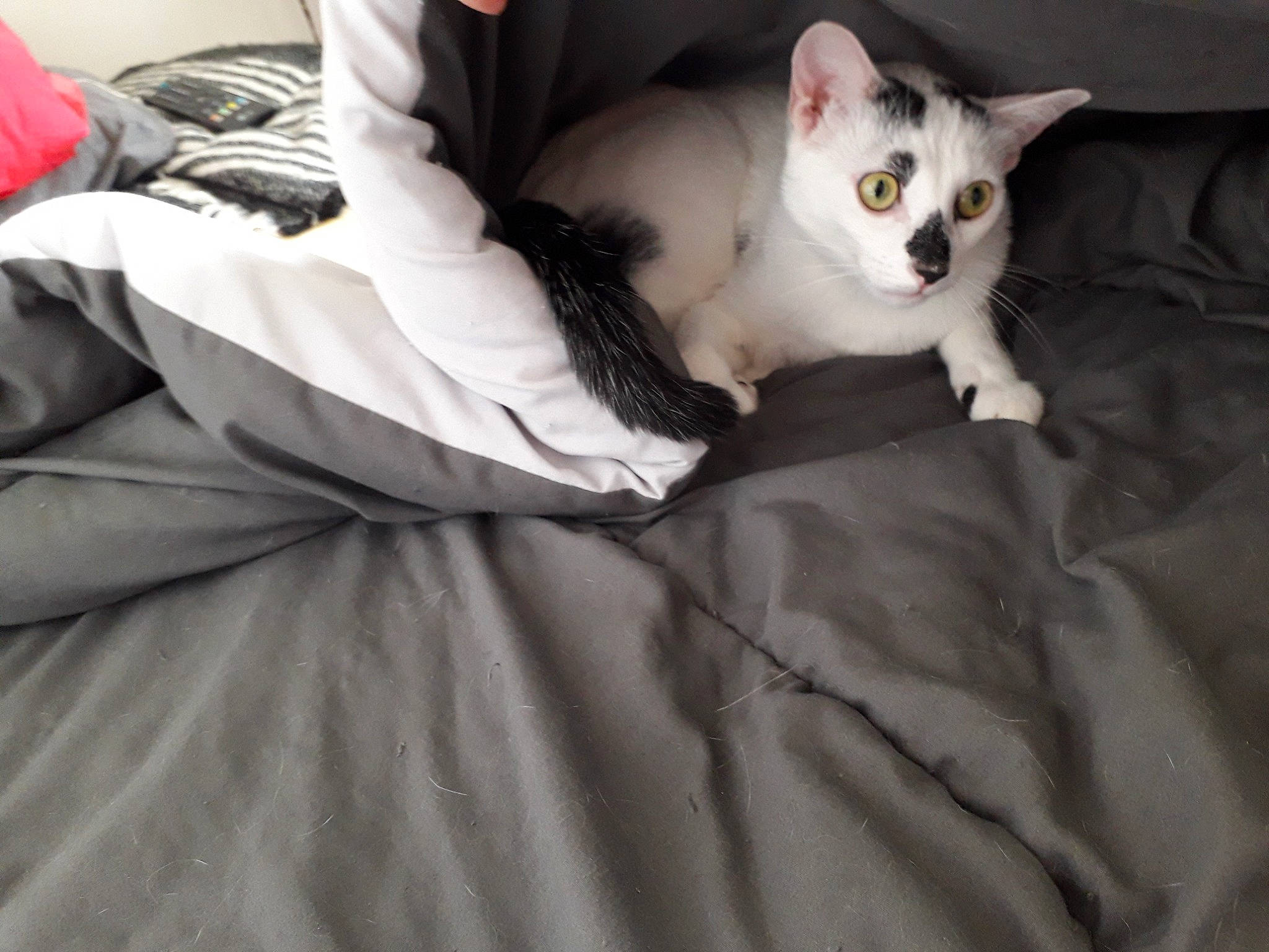 Nougat participe au concours pour gagner de l'argent avec cette photo : bed, bedding, blanket, carnivore, cat, comfort, couch, domestic_short_haired_cat, eye, fawn, felidae, fur, grey, linens, paw, sitting, small_to_medium_sized_cats, snout, tail, whiskers