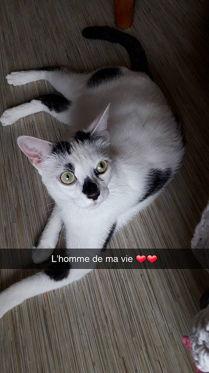 Nougat a rejoint le concours — aidez-le/la à gagner de superbes lots ! box, carnivore, cat, claw, domestic_short_haired_cat, felidae, flooring, font, fur, hardwood, paw, photo_caption, small_to_medium_sized_cats, snout, tail, whiskers, wood