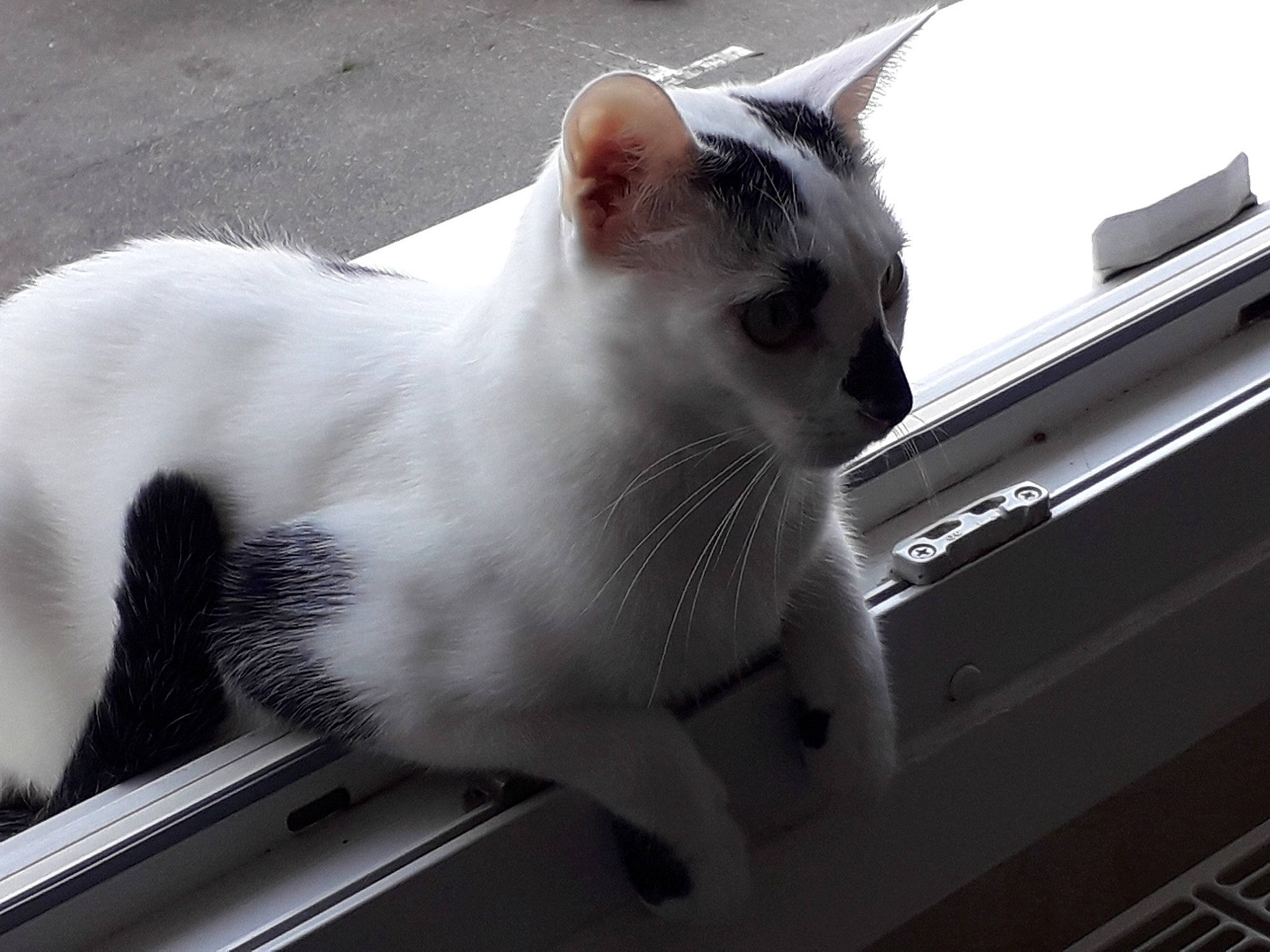 Nougat a rejoint le concours — aidez-le/la à gagner de superbes lots ! automotive_exterior, carnivore, cat, domestic_short_haired_cat, felidae, fur, metal, monochrome, monochrome_photography, paw, small_to_medium_sized_cats, snout, tail, whiskers, white, window, windshield