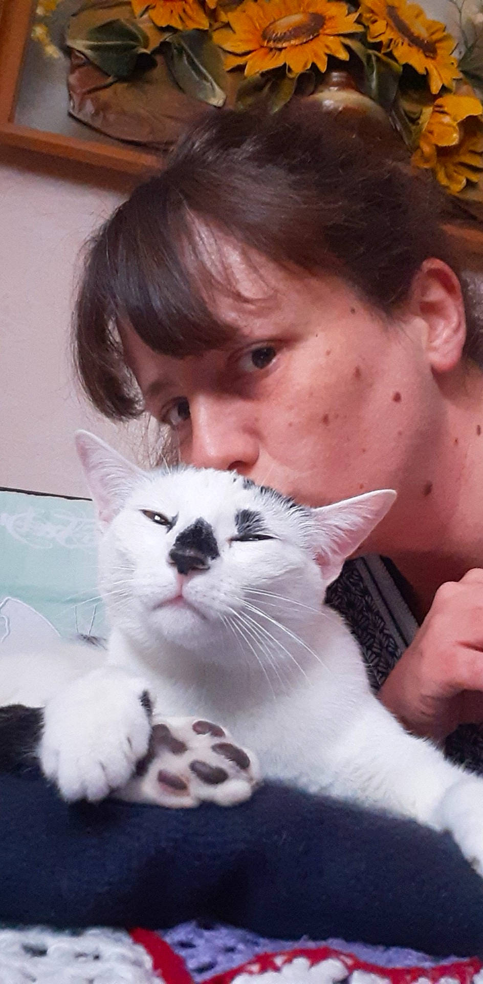 Nougat a rejoint le concours — aidez-le/la à gagner de superbes lots ! beard, carnivore, cat, domestic_short_haired_cat, ear, eyelash, fawn, felidae, fur, gesture, hand, happy, jaw, mouth, nose, paw, skin, small_to_medium_sized_cats, snout, whiskers