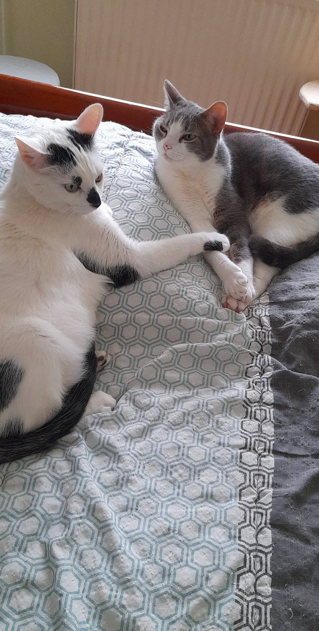 Doudou participe au concours pour gagner de l'argent avec cette photo : blanket, carnivore, cat, cat_supply, claw, comfort, domestic_short_haired_cat, felidae, flooring, fur, grey, linens, pattern, paw, small_to_medium_sized_cats, tail, vertebrate, whiskers, wood