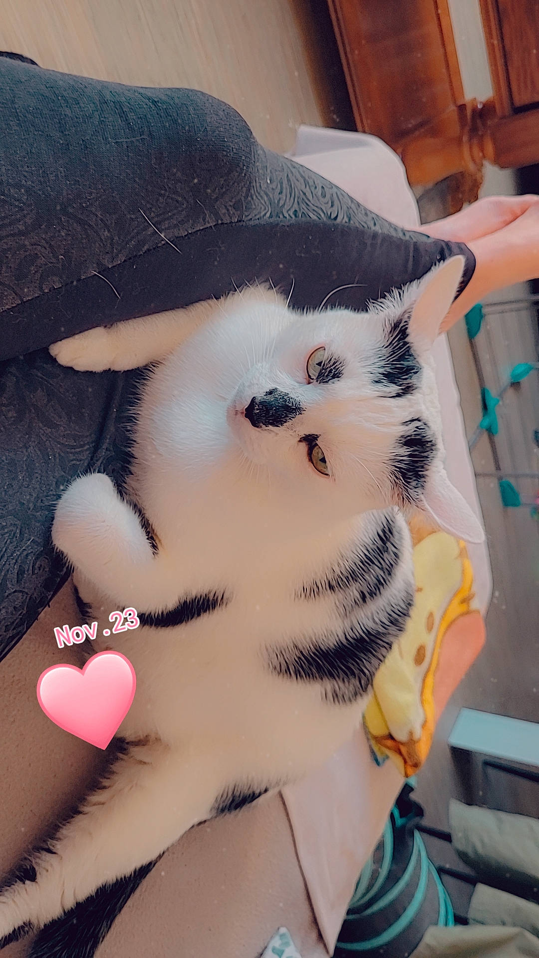 Doudou a rejoint le concours — aidez-le/la à gagner de superbes lots ! carmine, carnivore, companion_dog, eyelash, fashion_accessory, felidae, flesh, foot, fur, gesture, nail, pattern, pink, plush, small_to_medium_sized_cats, snout, tail, toy, whiskers, white