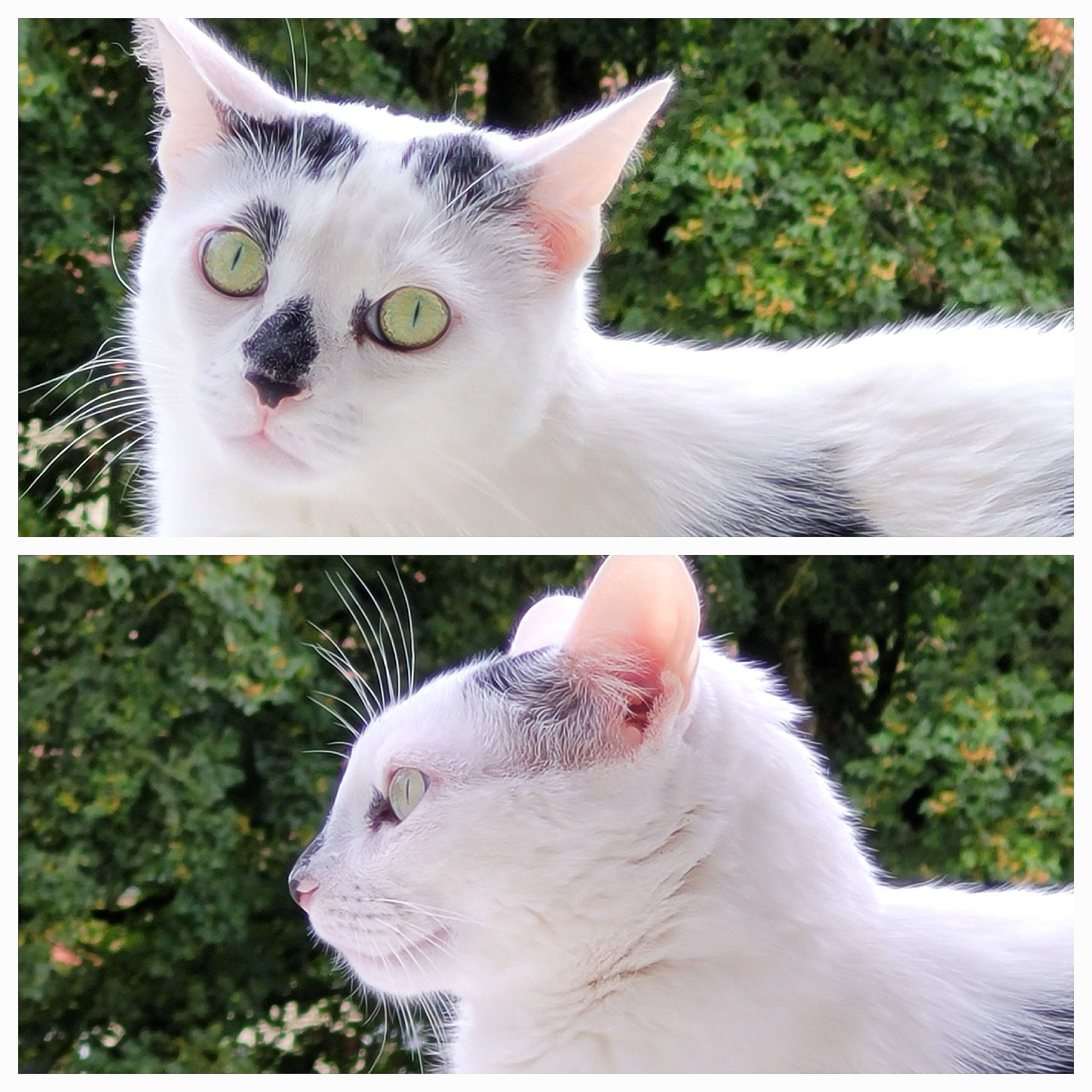Doudou participe au concours pour gagner de l'argent avec cette photo : art, beauty, carnivore, cat, domestic_short_haired_cat, eye, felidae, fur, grass, line, paw, photograph, plant, small_to_medium_sized_cats, snapshot, snout, tail, terrestrial_animal, whiskers, white