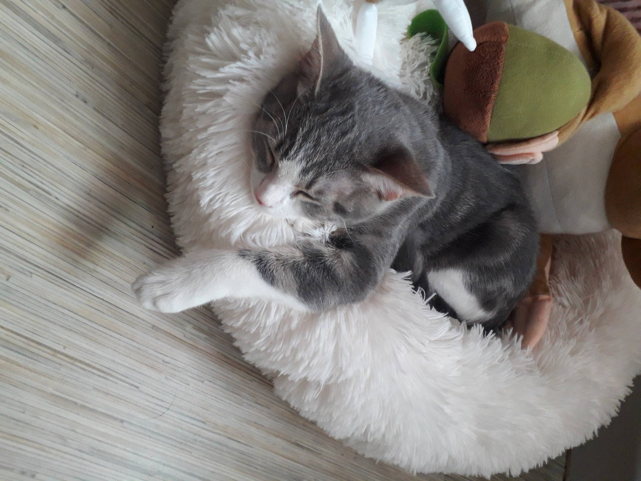 Pacha participe au concours pour gagner de l'argent avec cette photo : carnivore, cat, cat_bed, claw, comfort, domestic_short_haired_cat, ear, felidae, flooring, foot, fur, grey, hardwood, nap, paw, small_to_medium_sized_cats, snout, tail, whiskers, wood
