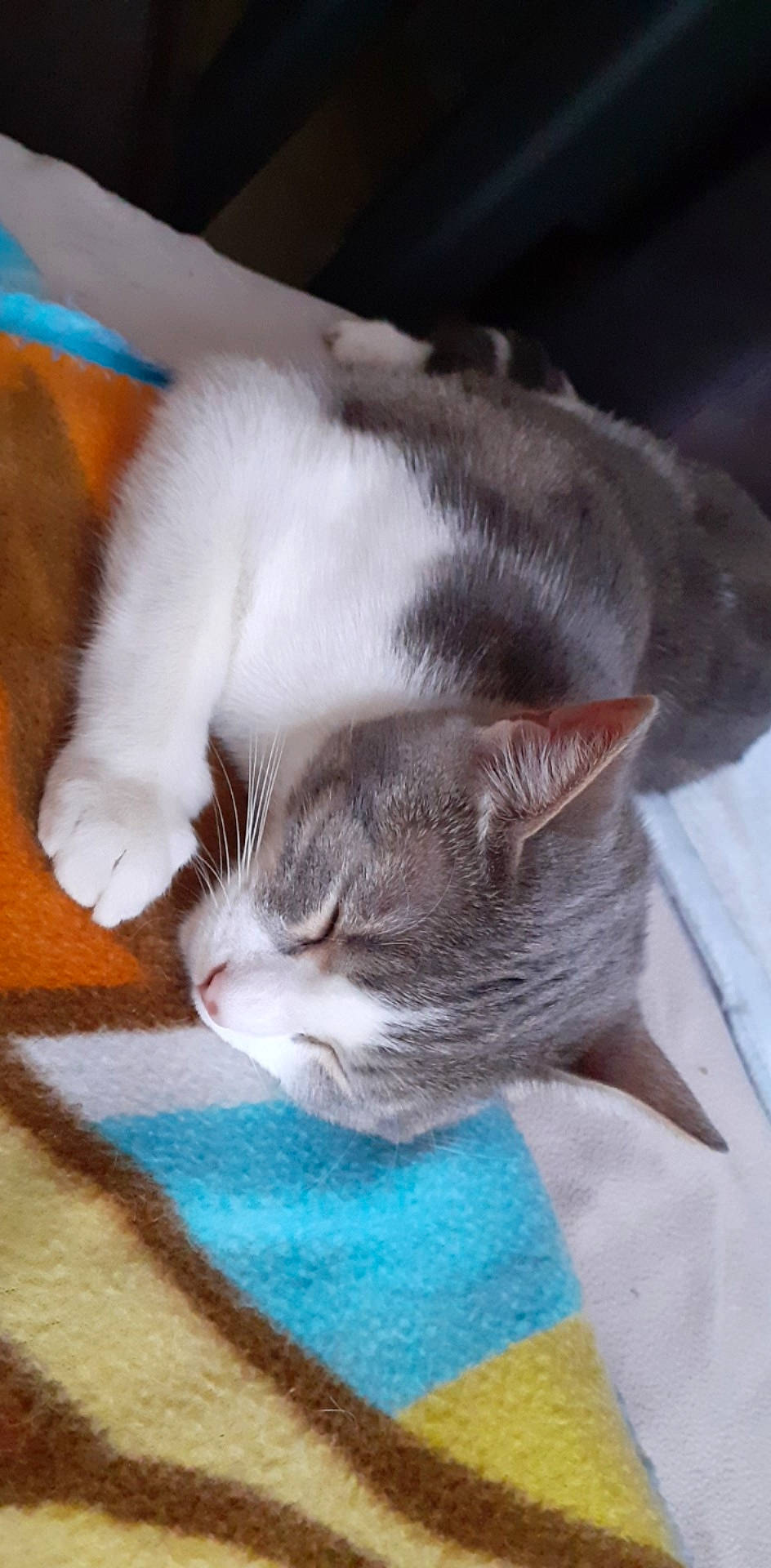 Pacha participe au concours pour gagner de l'argent avec cette photo : carnivore, cat, cat_supply, claw, comfort, domestic_short_haired_cat, ear, fawn, felidae, flooring, fur, mammal, paw, pet_supply, small_to_medium_sized_cats, snout, tail, vertebrate, whiskers, wood