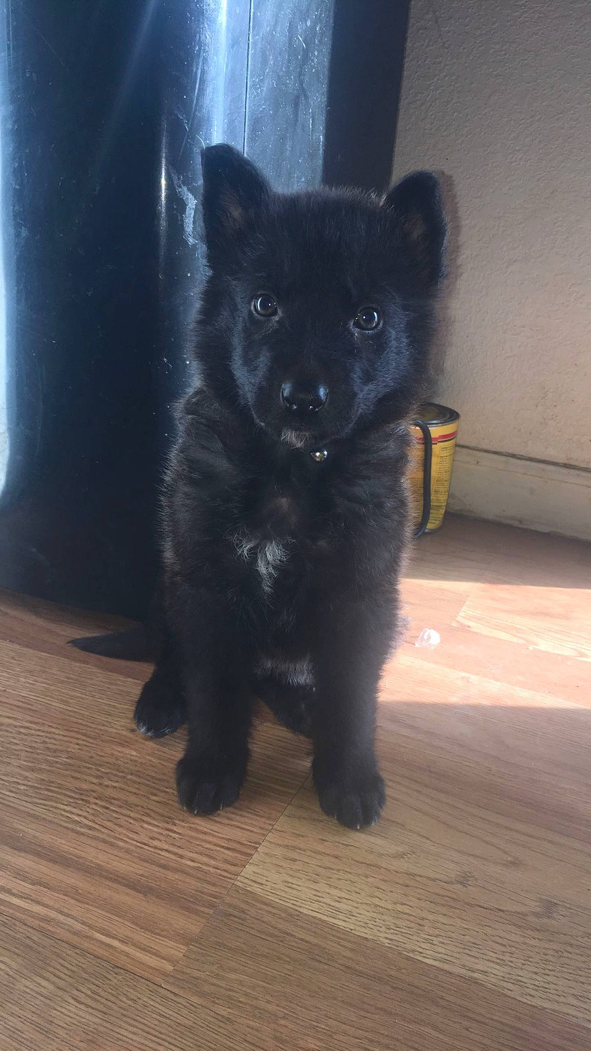 Sully is registered to the contest to win money with this photo: black_cat, carnivore, claw, dog_breed, felidae, floor, flooring, fur, hardwood, laminate_flooring, shadow, snout, tail, terrestrial_animal, tile, whiskers, wood_flooring, wood_stain, working_animal