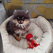 Perle a rejoint le concours — aidez-le/la à gagner de superbes lots ! puppy, dog, pomeranian, fluffy, pet_bed, toy, red_toy, rope_toy, indoor, floor, curious, small_dog, furry, cute, companion, domestic_animal, animal, pet, canine, cozy