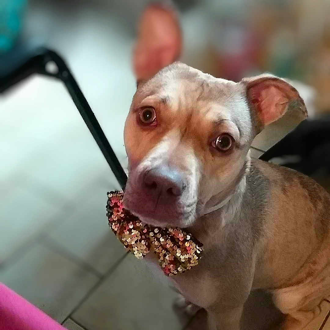 Raven participe au concours pour gagner de l'argent avec cette photo : adorable, animal, bow_tie, brown_fur, canine, companion, cute, dog, domestic, ears, eyes, face, fur, indoor, looking_up, pet, portrait, sequins, sitting, tile_floor