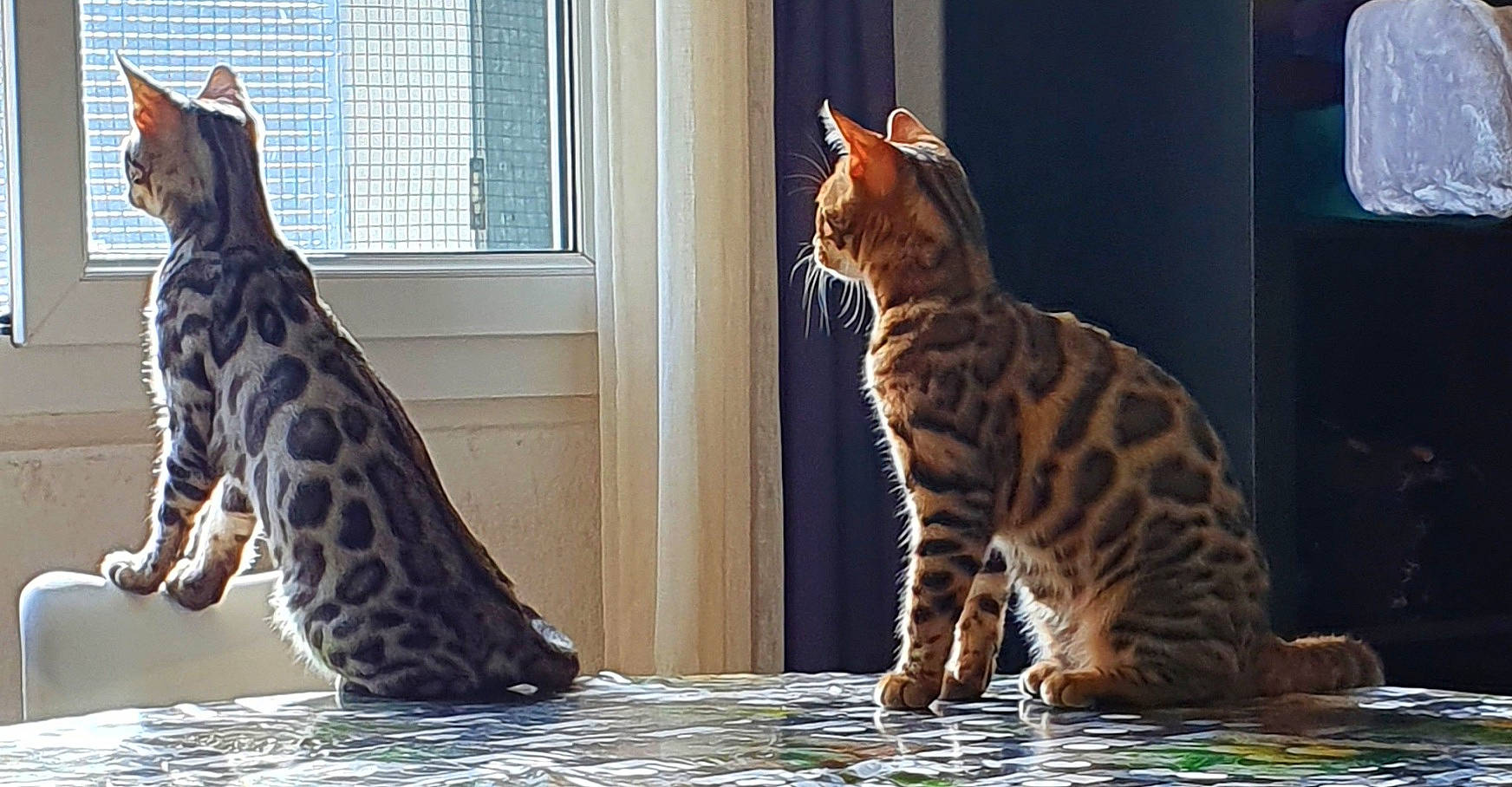 Rosie a rejoint le concours — aidez-le/la à gagner de superbes lots ! big_cats, carnivore, cat, event, fawn, felidae, fur, giraffe, giraffidae, mammal, organism, small_to_medium_sized_cats, snout, tail, terrestrial_animal, vertebrate, water, whiskers, wildlife, window