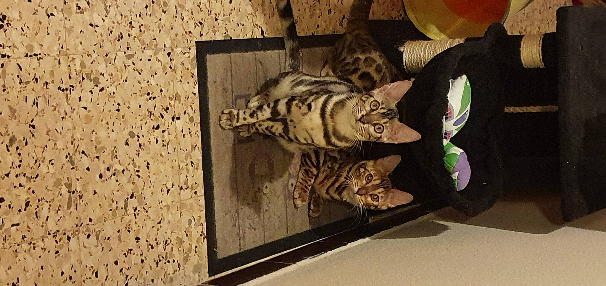 Rosie a rejoint le concours — aidez-le/la à gagner de superbes lots ! art, bengal_tiger, big_cats, carnivore, facade, felidae, font, fur, pattern, rectangle, room, siberian_tiger, skeleton, small_to_medium_sized_cats, sporting_group, terrestrial_animal, tiger, tourist_attraction, visual_arts, wood