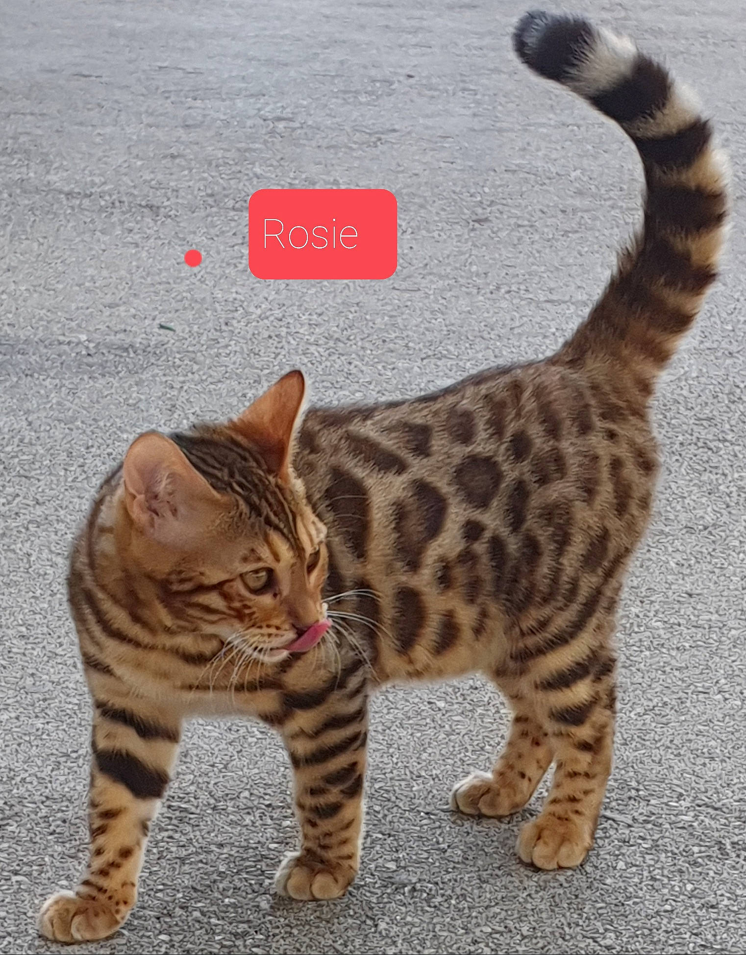 Rosie a rejoint le concours — aidez-le/la à gagner de superbes lots ! carnivore, cat, claw, facial_expression, fawn, felidae, foot, fur, grass, mammal, organism, paw, sitting, small_to_medium_sized_cats, snout, tail, terrestrial_animal, vertebrate, whiskers, wildlife