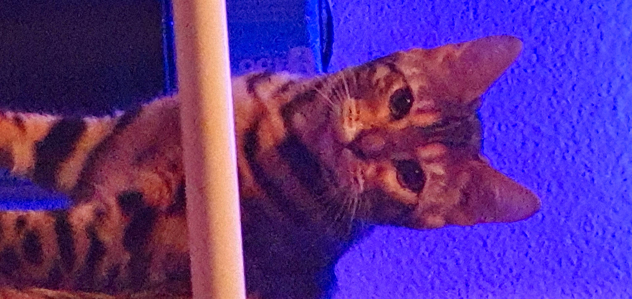 Rosie participe au concours pour gagner de l'argent avec cette photo : carnivore, cat, cat_supply, domestic_short_haired_cat, electric_blue, fawn, felidae, fur, lynx, night, organism, paw, small_to_medium_sized_cats, snout, tail, terrestrial_animal, whiskers, wildlife, window