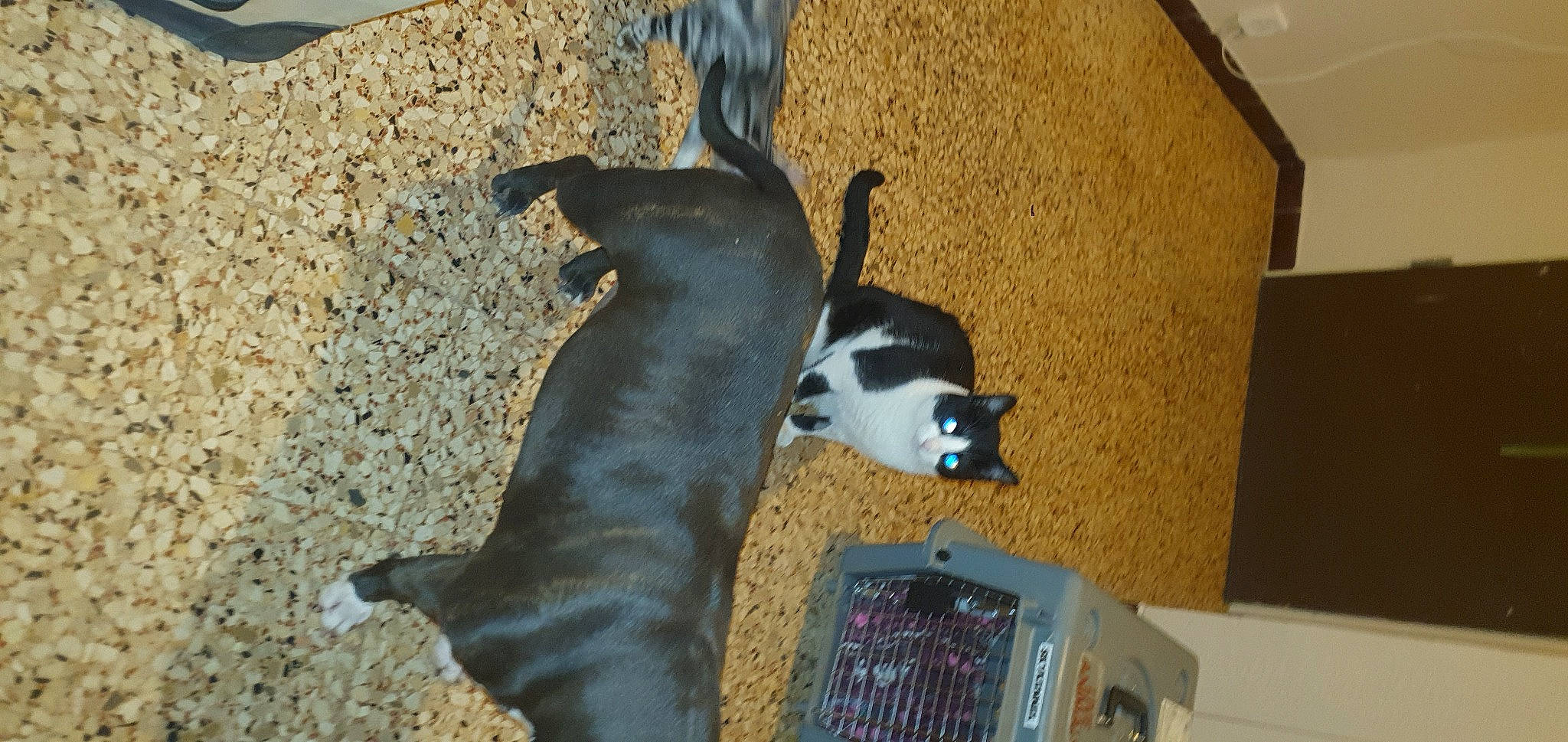 Louna a rejoint le concours — aidez-le/la à gagner de superbes lots ! canidae, carnivore, cat, comfort, companion_dog, dog, dog_breed, domestic_short_haired_cat, felidae, floor, flooring, fur, hardwood, pet_supply, room, small_to_medium_sized_cats, sporting_group, tail, whiskers, wood