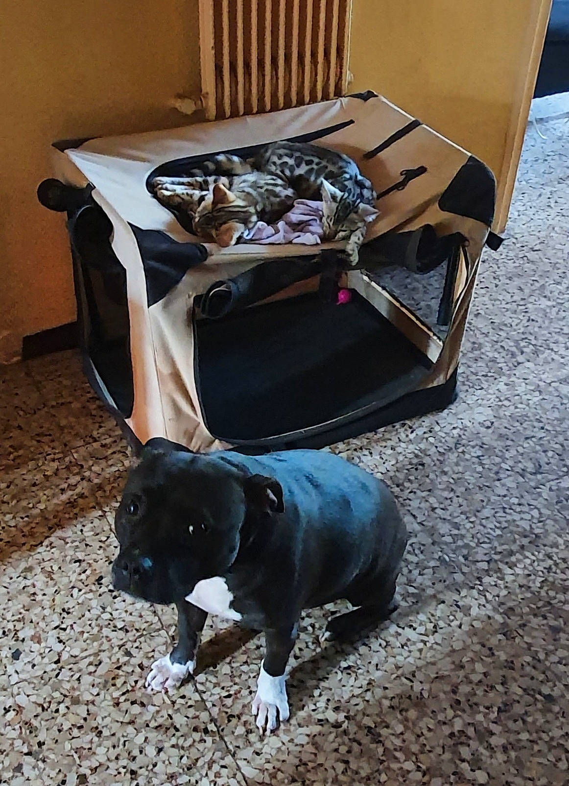 Louna participe au concours pour gagner de l'argent avec cette photo : carnivore, collar, companion_dog, dog, dog_breed, dog_supply, fashion_accessory, fawn, floor, flooring, grey, leash, pet_supply, road_surface, snout, sporting_group, tail, terrestrial_animal, wood, working_animal