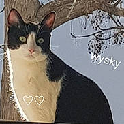 Whisky a rejoint le concours — aidez-le/la à gagner de superbes lots ! aegean_cat, american_wirehair, asian, carnivore, cat, domestic_short_haired_cat, european_shorthair, felidae, mammal, photo_caption, small_to_medium_sized_cats, vertebrate, whiskers