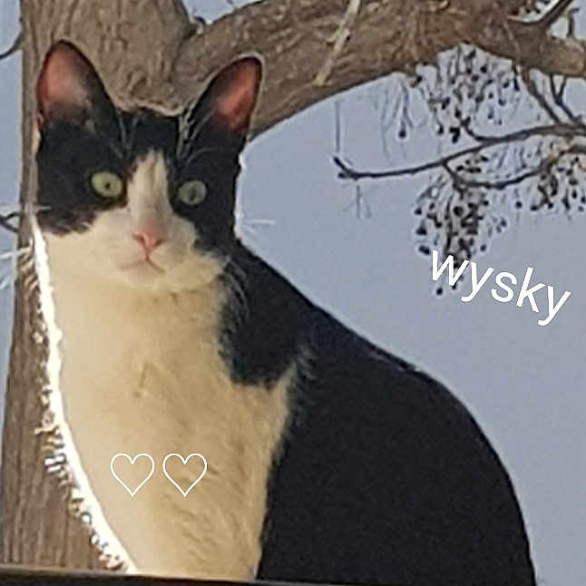 Whisky