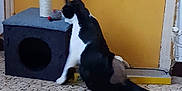 Whisky participe au concours pour gagner de l'argent avec cette photo : carnivoran, cat, cat_like_mammal, floor, flooring, furniture, small_to_medium_sized_cats, snout, tail, whiskers