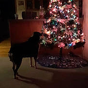 Cricket joined the competition — help win amazing prizes! dog, christmas_tree, lights, ornaments, holiday, indoor, dark, shadow, carpet, decorations, living_room, furniture, festive, pet, animal, glow, evening, quiet, home, seasonal