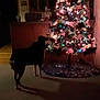 dog, christmas_tree, lights, ornaments, holiday, indoor, dark, shadow, carpet, decorations, living_room, furniture, festive, pet, animal, glow, evening, quiet, home, seasonal