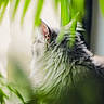 Lupin a rejoint le concours — aidez-le/la à gagner de superbes lots ! animal, blurred_background, cat, close_up, cozy, curious, domestic_cat, feline, fluffy, fur, green_leaves, indoor, nature, peaceful, pet, plant, side_view, soft_light, whiskers, window