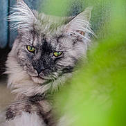 Lupin a rejoint le concours — aidez-le/la à gagner de superbes lots ! animal, cat, closeup, cute, ears, feline, fluffy, fur, green, green_eyes, indoor, leaf, mammal, nature_blur, pet, portrait, relaxed, resting, soft, whiskers