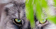 Lupin participe au concours pour gagner de l'argent avec cette photo : animal, blur, cat, close_up, curious, eyes, face, fur, green, intense, leaf, mystery, nature, outdoor, pet, plant, portrait, soft_focus, whiskers, wild