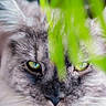 cat, close_up, face, eyes, whiskers, fur, leaf, green, nature, portrait, animal, pet, mystery, intense, wild, outdoor, soft_focus, blur, plant, curious