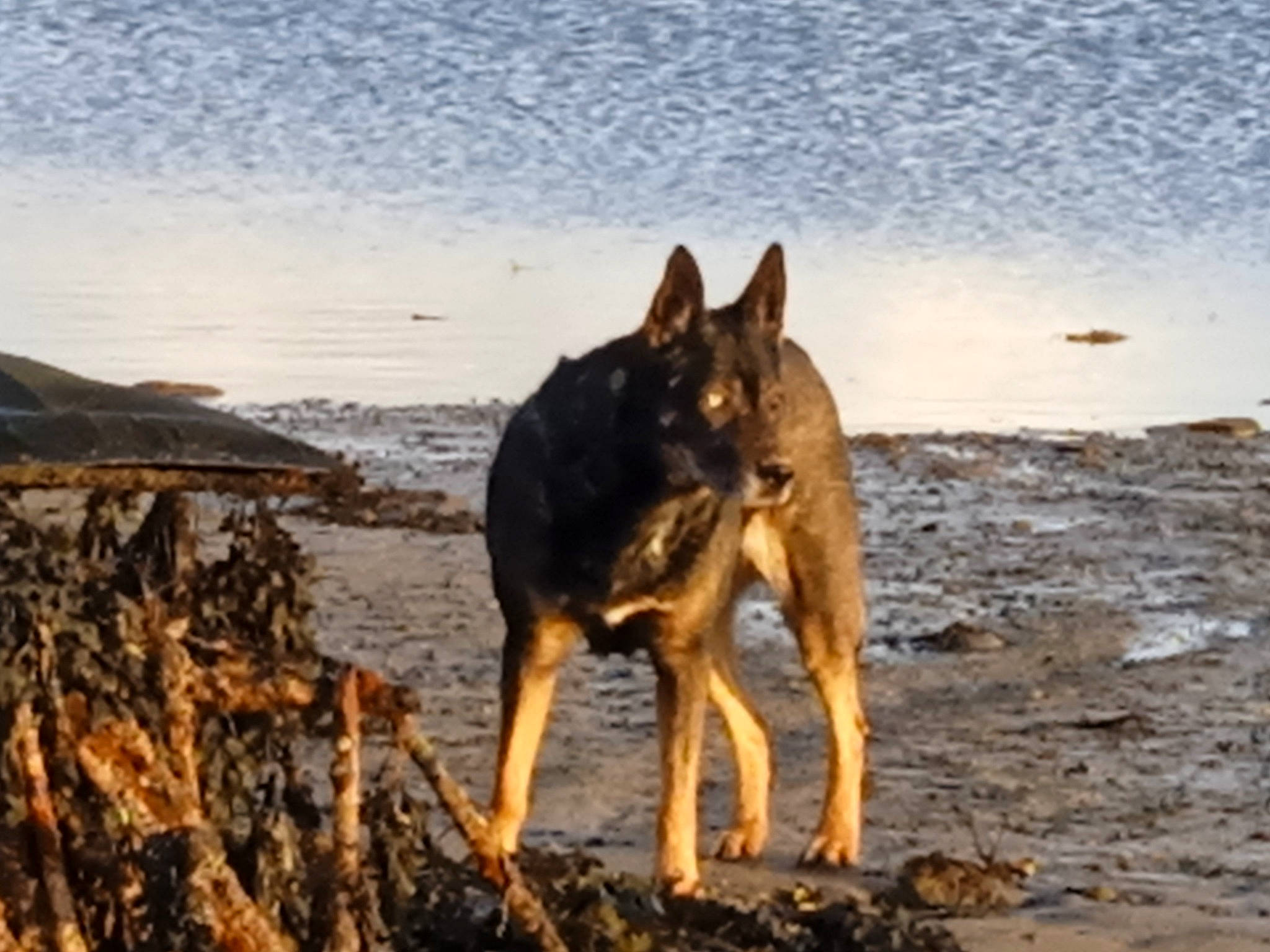 Dream participe au concours pour gagner de l'argent avec cette photo : beach, carnivore, coast, dog, dog_breed, east_european_shepherd, fawn, german_shepherd_dog, herding_dog, lycaon_pictus, ocean, old_german_shepherd_dog, sand, shore, sky, sporting_group, water, wildlife, wood, working_animal