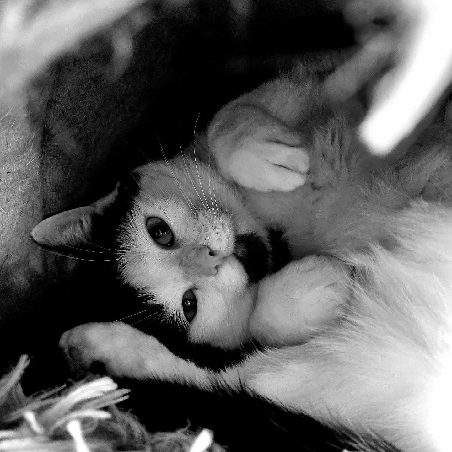 Ruby participe au concours pour gagner de l'argent avec cette photo : animal, black_and_white, blanket, calm, cat, close_up, cozy, cute, feline, fur, indoor, lying_down, paws, pet, portrait, relaxed, resting, sleepy, soft_texture, whiskers