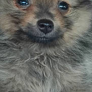 Kacie is registered to the contest to win money with this photo: puppy, dog, close_up, fluffy, cute, pet, animal, fur, face, nose, eyes, young, adorable, blue_background, portrait, small, mammal, domestic_animal, furry, snout