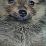 puppy, dog, close_up, fluffy, cute, pet, animal, fur, face, nose, eyes, young, adorable, blue_background, portrait, small, mammal, domestic_animal, furry, snout