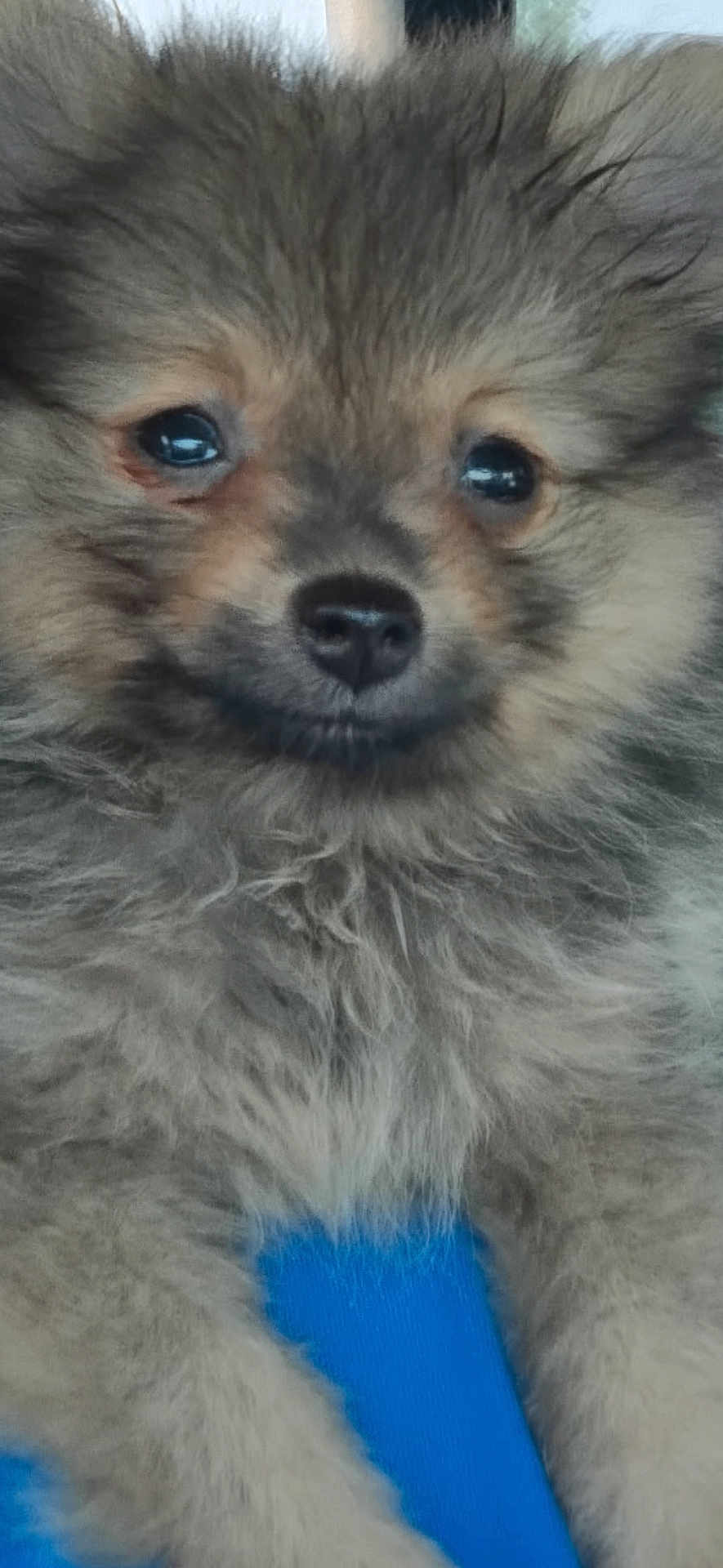 Kacie is registered to the contest to win money with this photo: puppy, dog, close_up, fluffy, cute, pet, animal, fur, face, nose, eyes, young, adorable, blue_background, portrait, small, mammal, domestic_animal, furry, snout