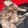 Bella joined the competition — help win amazing prizes! cat, animal, pet, feline, fur, sleeping, relaxed, red_blanket, black_bedding, indoor, cozy, resting, whiskers, paw, ears, closeup, domestic_cat, laying_down, cute, fluffy